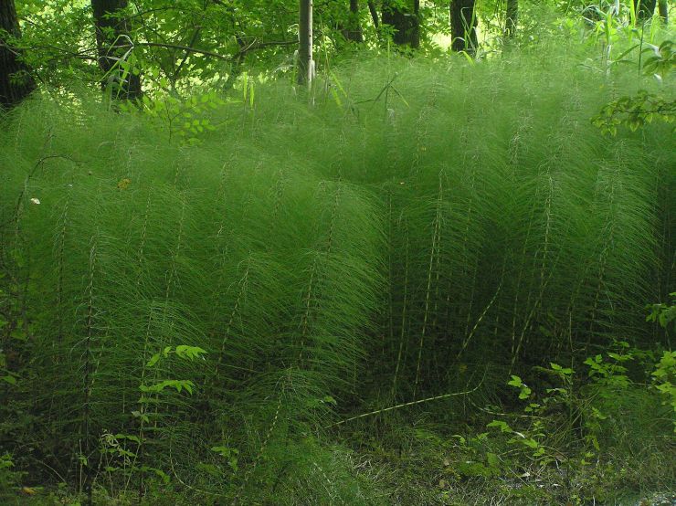 zobrazit detail snímku: Přeslička obrovská - letní lodyhy