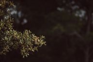 Moderní způsoby zastínění na zahradě: Když teploty stoupají a slunce nemilosrdně pálí,…