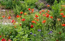 Jak nemít zahradu na suchu, v létě správně využít jarní deštovku a ušetřit