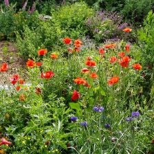 Připravte zahradu na sucho už teď. Jarní dešťovka rostliny i v létě nasytí lépe a levněji než kohoutková voda