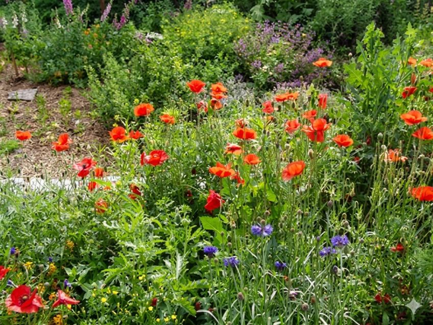 Připravte zahradu na sucho už teď. Jarní dešťovka rostliny i v létě nasytí lépe a levněji než kohoutková voda Připravte zahradu na sucho už teď. Jarní dešťovka rostliny i v létě nasytí lépe a levněji než kohoutková voda: Zatímco se jarní zahrada teprve probouzí a země je…