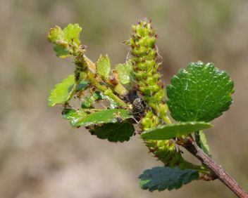 bříza trpasličí - klikněte pro zobrazení detailu bříza trpasličí - klikněte pro zobrazení detailu