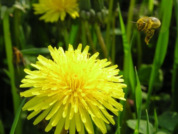 stáhnout tapetu: Včela při přistání