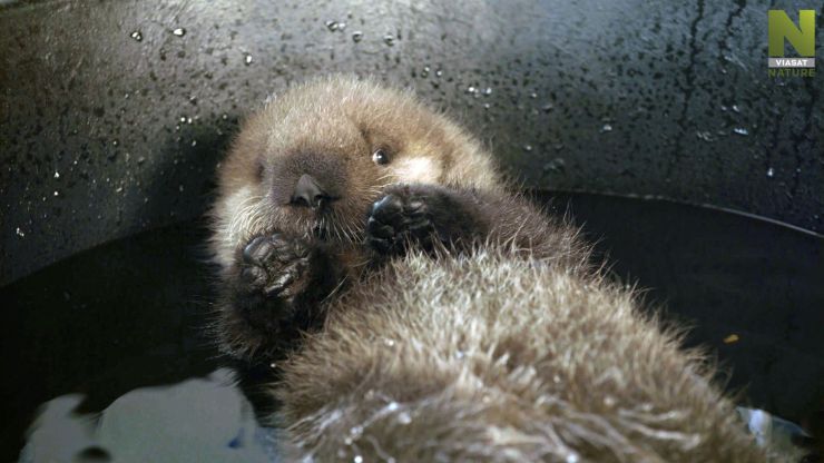 zobrazit detail snímku: Záchrana tichomořské divočiny.