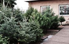 Proč jedle neopadá a smrk je historicky králem českých Vánoc? 