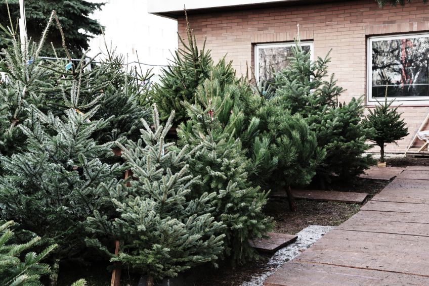 Proč jedle neopadá a smrk je historicky králem českých Vánoc? Proč jedle neopadá a smrk je historicky králem českých Vánoc? : S příchodem prosince se miliony domácností po celém…