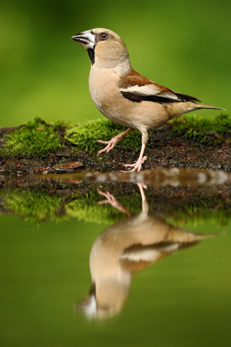 zobrazit detail snímku: Dlask tlustozobý