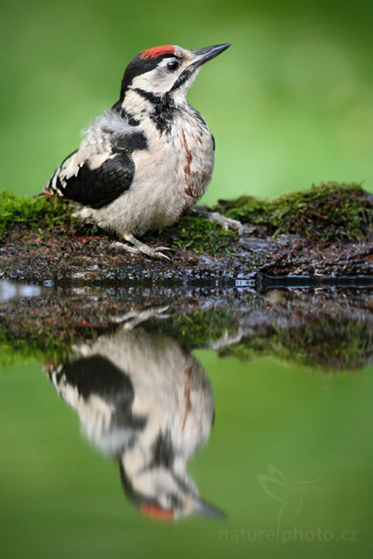 zobrazit detail snímku: Strakapoud velký