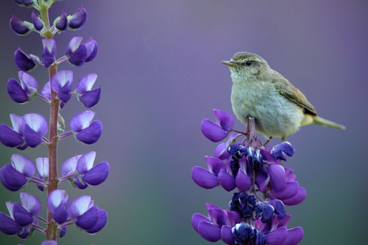 zobrazit detail snímku: Budníček menší (Phylloscopus collybita)