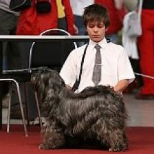 Dva malí elegání