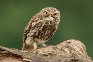 Sýček obecný, žabožroutek maďarský: Každé fotografování vysněného a často…