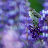 Budníček menší (Phylloscopus collybita) - klikněte pro zobrazení detailu