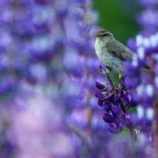 Budníček menší (Phylloscopus collybita)