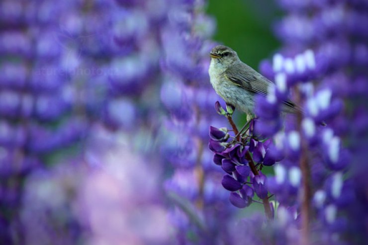 zobrazit detail snímku: Budníček menší (Phylloscopus collybita)