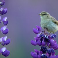 Budníček menší (Phylloscopus collybita) - klikněte pro zobrazení detailu