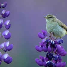 Budníček menší (Phylloscopus collybita)