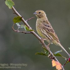 Strnad obecný - samice