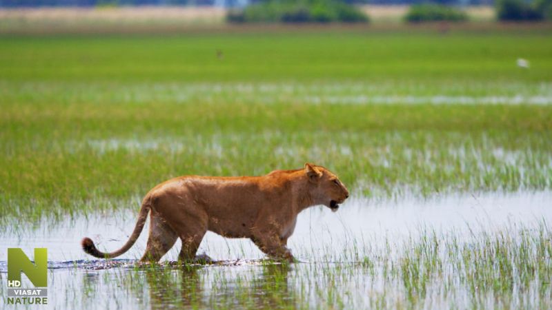 Velkolepá Afrika - klikněte pro zobrazení detailu