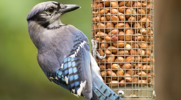 zobrazit detail snímku: Sojka chocholatá (Cyanocitta cristata) na krmítku