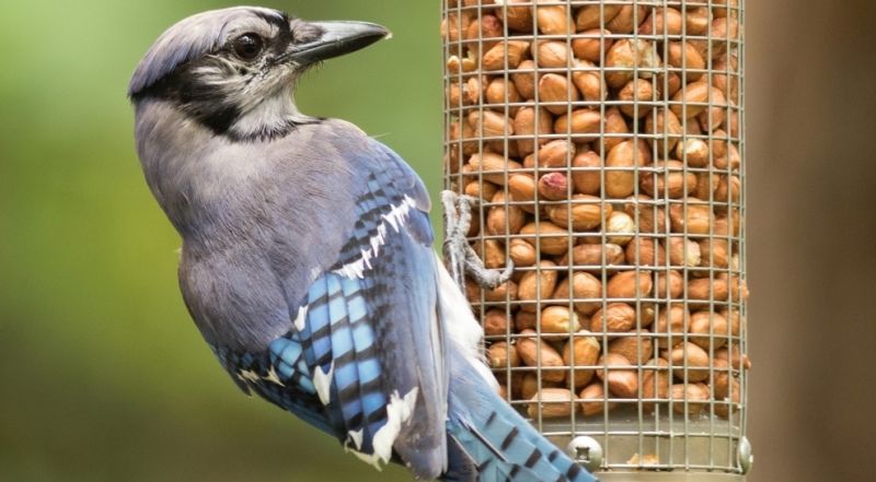 Sojka chocholatá (Cyanocitta cristata) na krmítku - klikněte pro zobrazení detailu