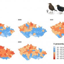 Změny rozšíření kosa černého mezi lety 2019 a 2023.