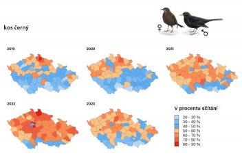 Změny rozšíření kosa černého mezi lety 2019 a 2023. - klikněte pro zobrazení detailu