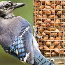 Sojka chocholatá (Cyanocitta cristata) na krmítku
