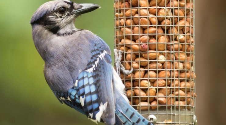 zobrazit detail snímku: Sojka chocholatá (Cyanocitta cristata) na krmítku