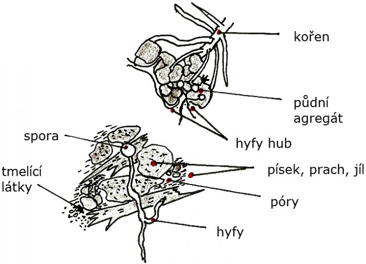 zobrazit detail snímku: Půdní agregáty