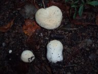 Pýchavka obecná - Lycoperdon perlatum  Pers.: Tahle báječná jedlá houba je někdy neprávem...