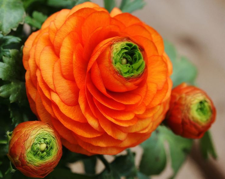 zobrazit detail snímku: Ranunculus Orange.