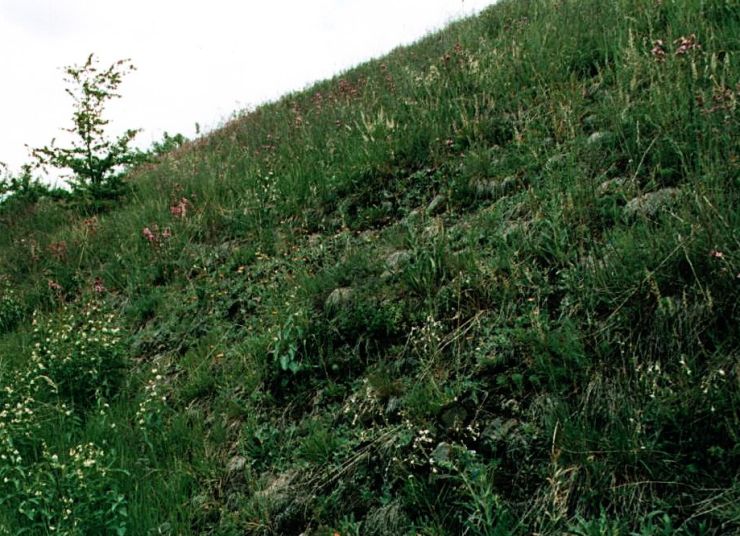 zobrazit detail snímku: Rašovec