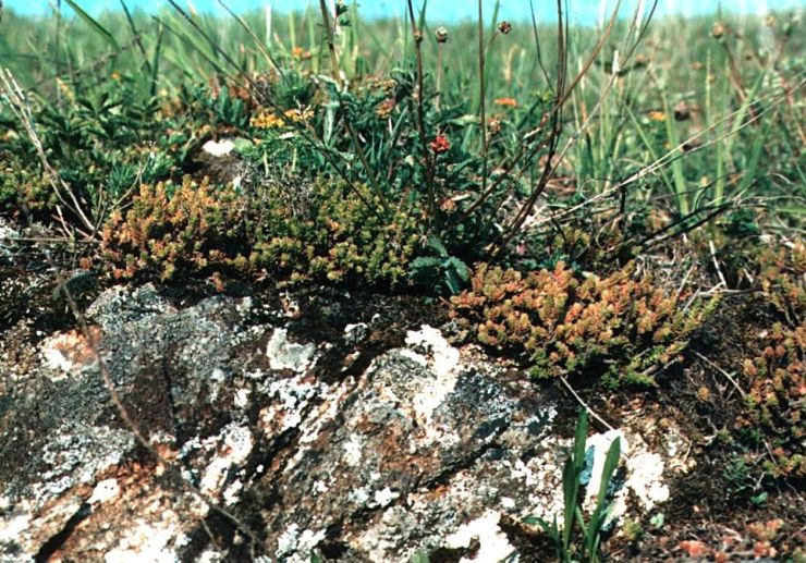 zobrazit detail snímku: Rašovec