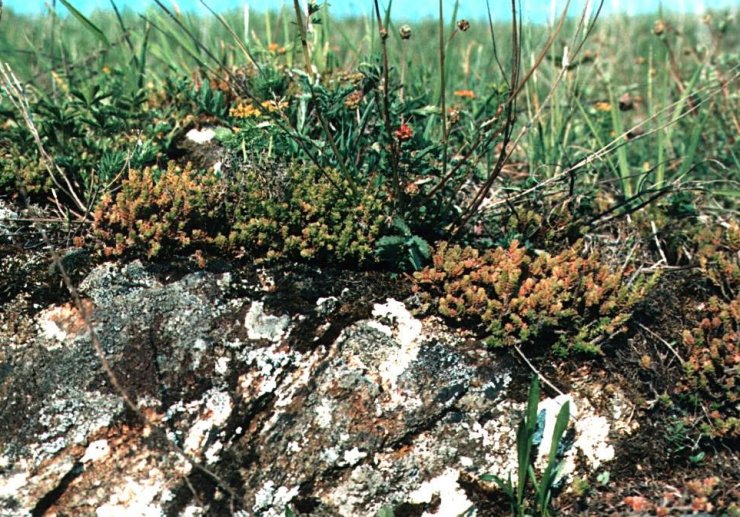 zobrazit detail snímku: Rašovec