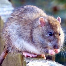Potkan obecný - Rattus norvegicus