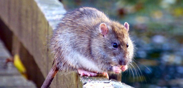 zobrazit detail snímku: Potkan obecný - Rattus norvegicus