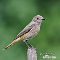 Samci a samičky u ptáků