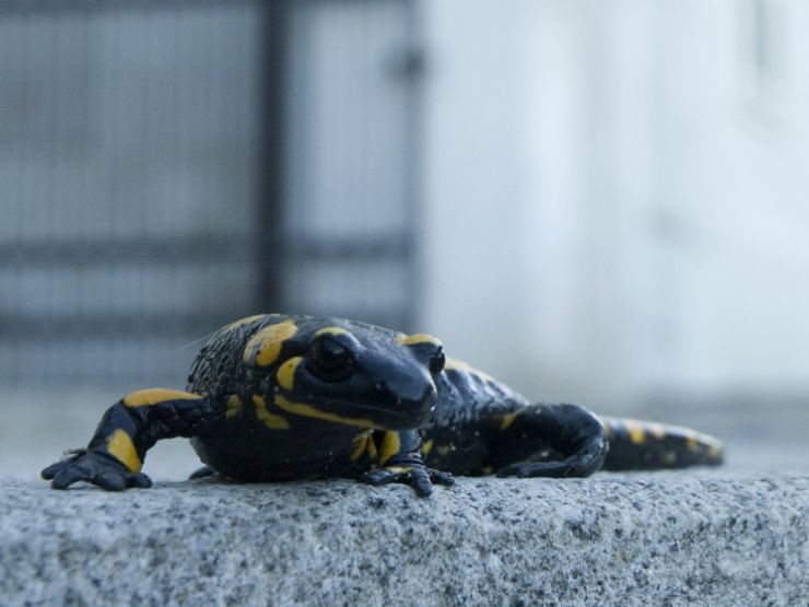 zobrazit detail snímku: Mlok skvrnitý