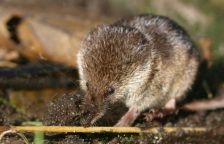 Měření rejsčí lebky může pomoci v léčbě alzheimera, osteoporózy či obezity