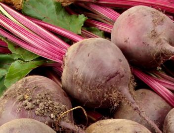 Červená řepa - klikněte pro zobrazení detailu