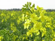 Energetické plodiny: Úvodem bychom si sice měli říct něco…