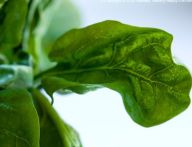 Jsou příznivci BIO potravin blázni? : Není nad potěšení z jídla. Potraviny jsou pro…