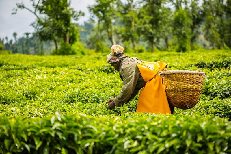 Sběr čaje - klikněte pro zobrazení detailu Sběr čaje - klikněte pro zobrazení detailu
