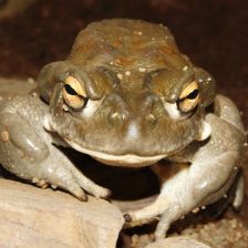 Ropucha coloradská (Incilius alvarius).