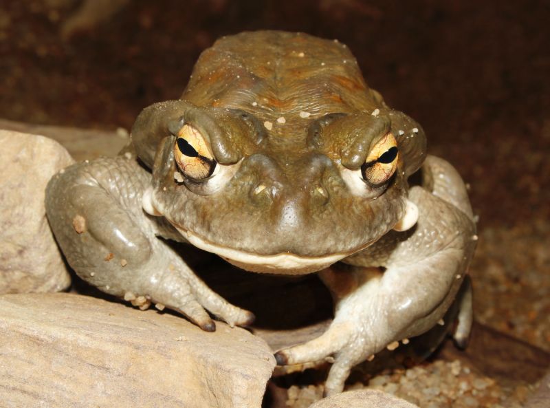 Ropucha coloradská (Incilius alvarius). - klikněte pro zobrazení detailu