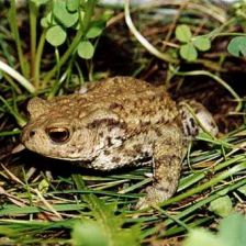 Ropucha obecná
