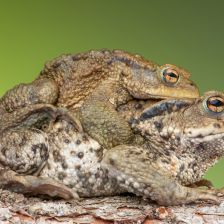Ropucha obecná
