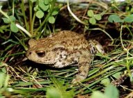 Ropucha obecná - Bufo bufo: Přemýšleli jste někdy proč se v pohádkách…