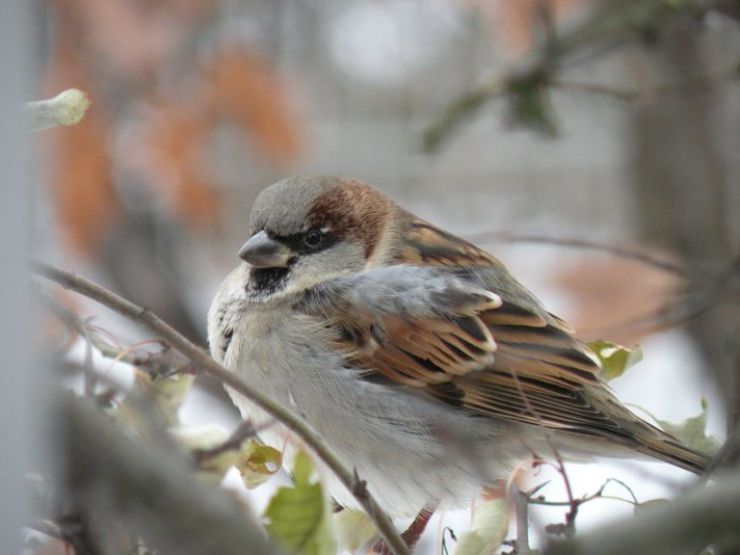 zobrazit detail snímku: Vrabec