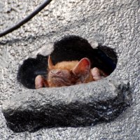 Jednoduchý úkryt pro netopýry – instalace na venkovní zeď - klikněte pro zobrazení detailu